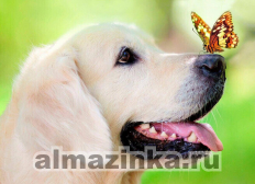 Пёс и бабочка | Артикул: LE093