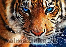 Алмазная вышивка Цветной «Голубоглазый тигр»
