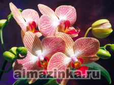 Алмазная вышивка Яркие Грани «Орхидеи»