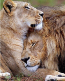 Мозаика Алмазное Хобби «Лев и львица: на страже сна»