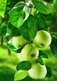 Алмазная вышивка Гранни «Зеленые яблоки»
