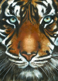 Алмазная вышивка Гранни «Взгляд тигра»
