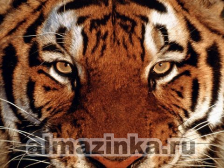 Алмазная вышивка Яркие Грани «Взгляд тигра»