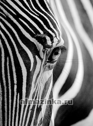 Алмазная вышивка Яркие Грани «Взгляд зебры»